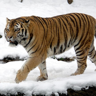 Panthera tigris altaica