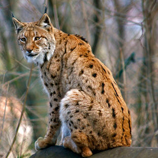 Panthera tigris altaica